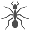 image of ant