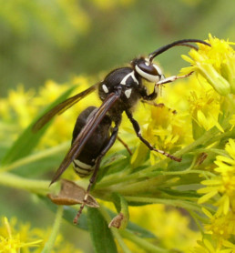 bald faced hornet