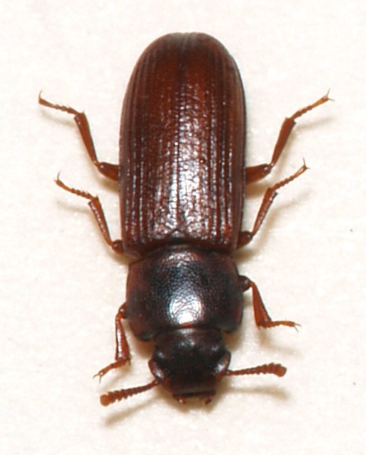 flour beetle