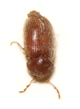 Drugstore beetle