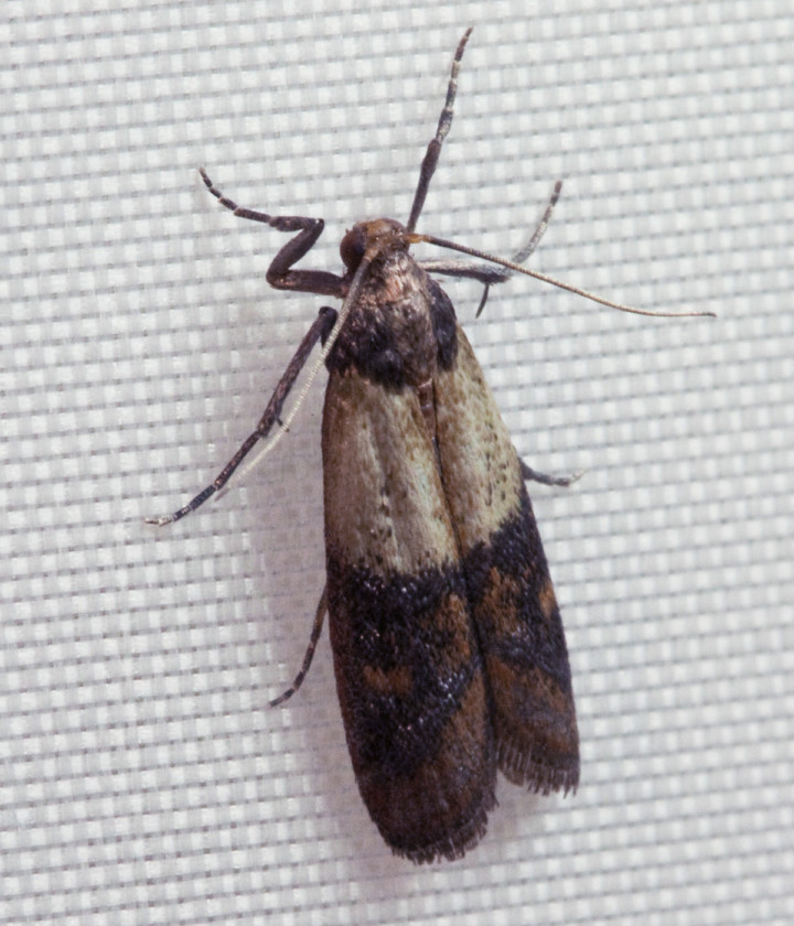 indianmeal moth