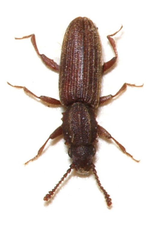 grain beetle