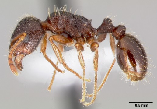 image of ant