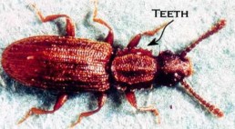 sawtoothed beetle