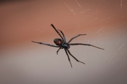 black widow spider