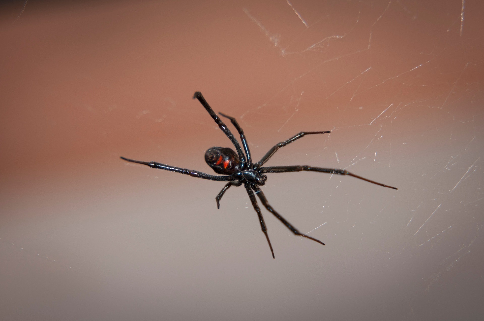 black widow spider